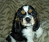 Dolly's puppy