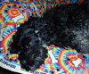 Molly: available