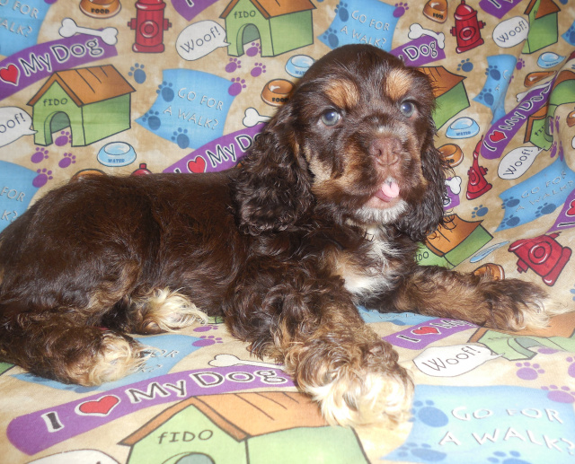 cocker spaniel and miniature poodle mix